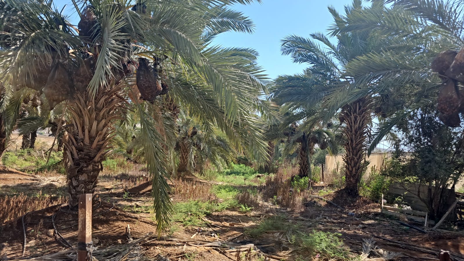 Date palms at the Sons of Al-Jiftlik cooperative in Jericho